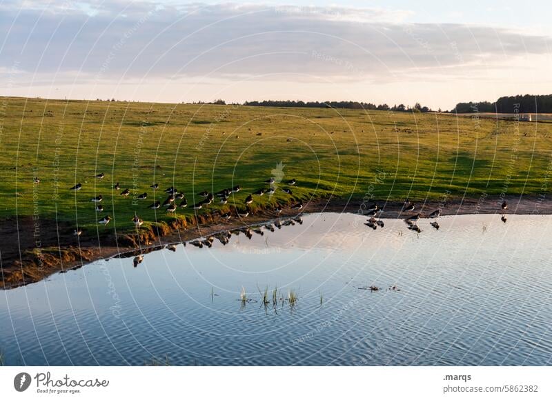 Vollversammlung Wetter Wolken Vogel Umwelt Küstenlandschaft Norddeutschland Naturerlebnis Naturschutz Vögel Nordsee Himmel Erholung Nordseeküste viele Teich