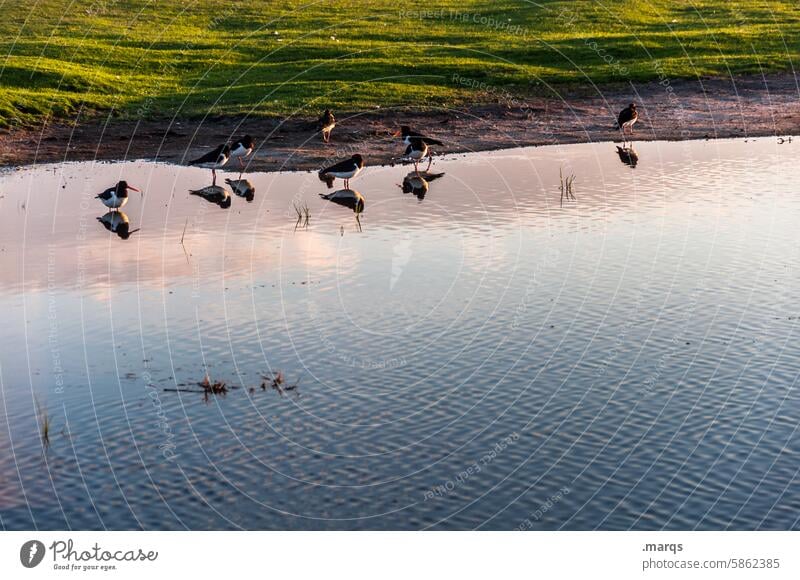 Treffpunkt Reflexion & Spiegelung Schönes Wetter Dämmerung Natur Tier stehen natürlich Habitat See Teich Wasser Wasservogel Vogel Naturschutzgebiet ufer