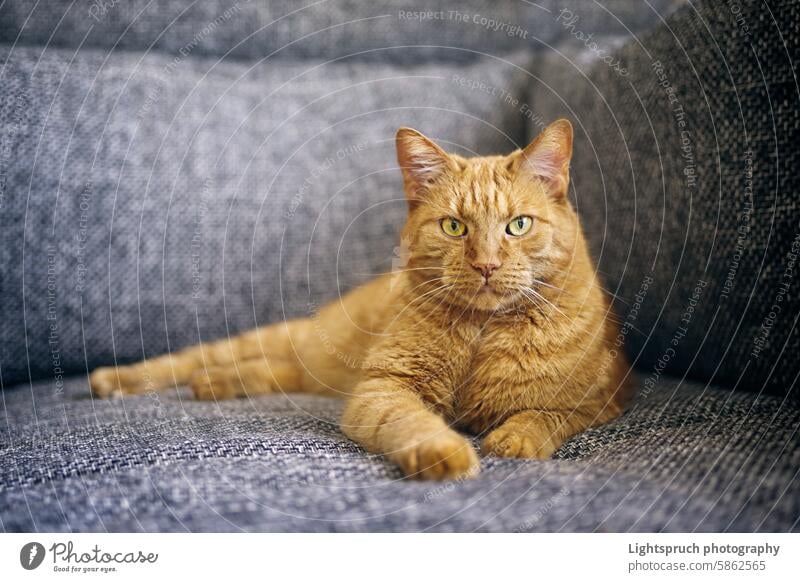 Lustige rote Katze, die sich auf dem Sofa entspannt und direkt in die Kamera schaut. Horizontales Bild mit selektivem Fokus. Hauskatze Ingwer-Katze Lügen