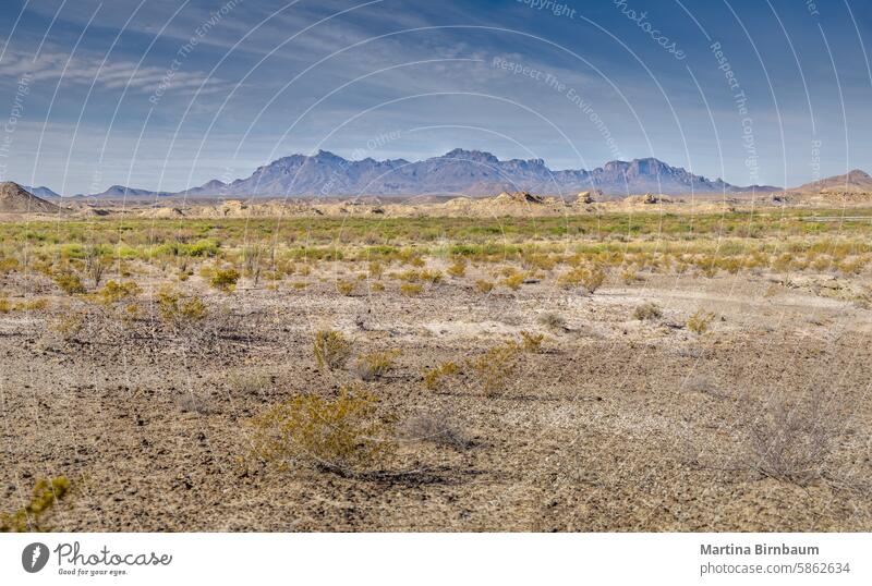 Die trockene Wüstenlandschaft des Big Bend National Park mit den Chisos Mountains im Hintergrund Texas wüst chisos grün Nationalpark Berge Wildnis Mexiko