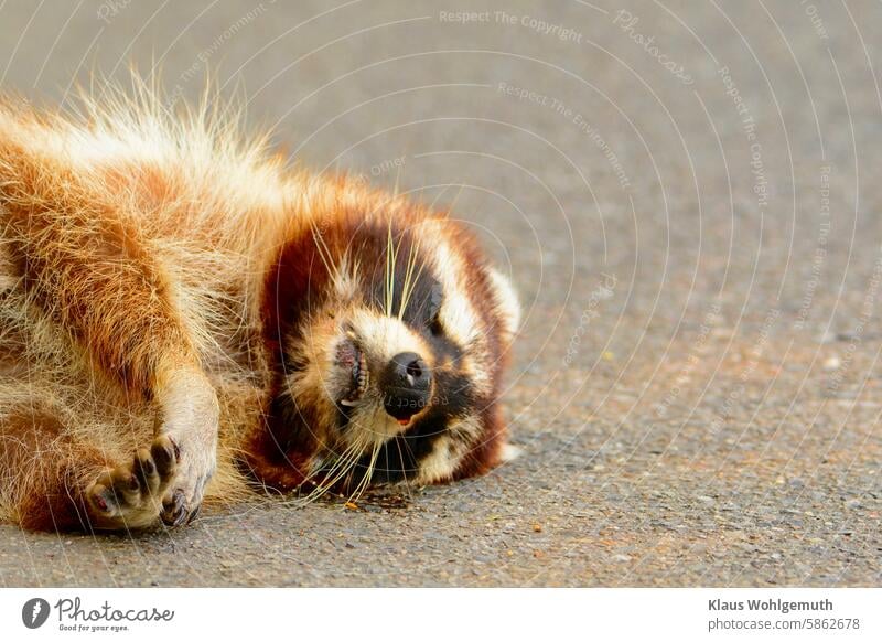 Ein toter Waschbär liegt auf dem Asphalt. Totes Tier Straße Straßenrand Unfallopfer Wildtier Weibchen Tod Außenaufnahme Vergänglichkeit Fell Pelz Tiergesicht