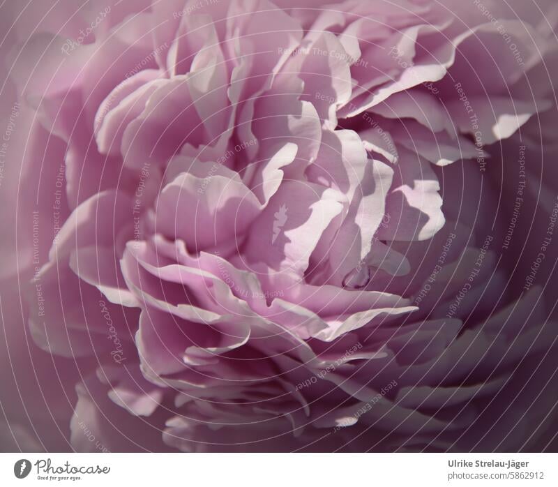 Pfingstrose| dicht gefüllte rosa pinke Blüte Paeonie aufblühen Pfingstrosenblueten Gartenblume Bauerngarten Paeonia Strauch-Pfingstrose Blütenblatt