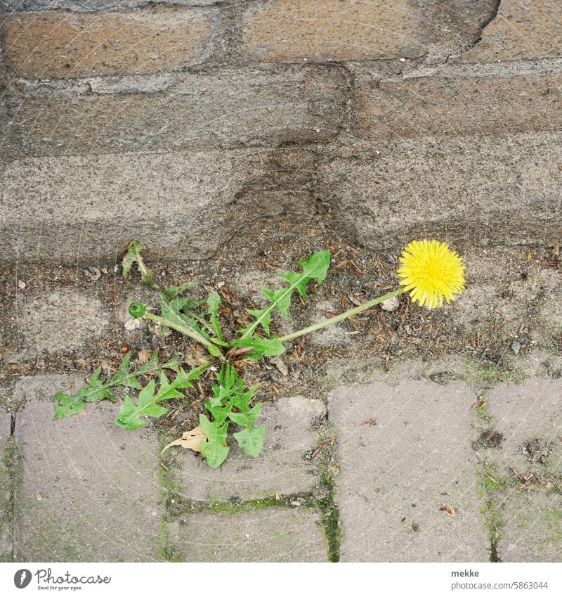 Löwenzahn Blume Natur Pflanze Blüte Wildpflanze natürlich gelb Sommer Pusteblume Unkraut Stadt Fußweg Steine Gehweg urban Ecke Straße einzeln sprießen Lücke