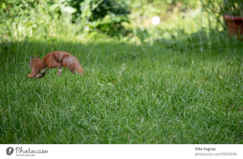 Ein Eichhörnchen springt im hohen Gras und schwebt durch die Luft ,anmutig und frei Tier Natur niedlich Fell Sciurus vulgaris Nahaufnahme Farbfoto Außenaufnahme