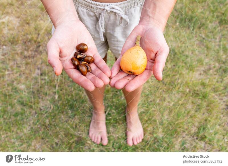 Draufsicht auf eine nicht erkennbare Frau, die eine Loquat-Frucht und Samen in den Händen hält Garten loquat Saatgut Kommissionierung frisch Ernte im Freien