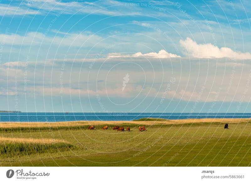 Weide Tiergruppe grasen gemeinsam Nutztier friedlich Umwelt Weidenutzung Landleben Idylle Horizont Wolken Wiese Schönes Wetter Natur Landschaft Kuh Nordsee