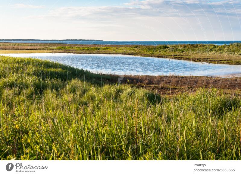 Teich am Deich Erholung Gewässer Ruhe Idylle Wiese Naturschutzgebiet Horizont Amrum Nordfriesland Nordseeküste Sommer Umwelt Landschaft Gras