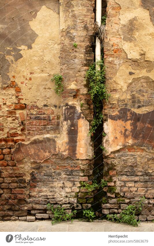 Fallrohr ist zu kurz, Platz für Pflanzen in alter Mauer Regenrohr abwasserrohr Backsteinwand Naturphänomene Fassade Strukturen & Formen Menschenleer