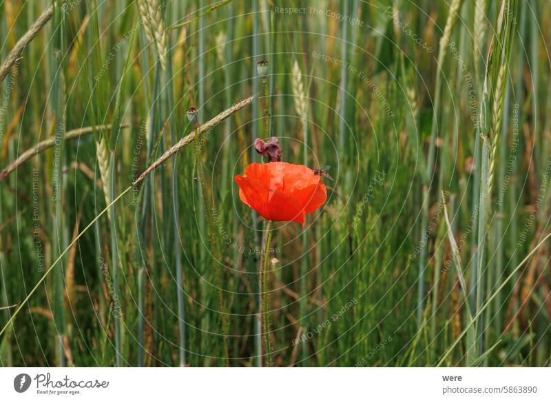 Eine Schwebfliege auf der roten Blüte des Klatschmohns zwischen grünen Gräsern Tier Tiermotive Flandernmohn Papaver rhoeas Mohnblüten Syrphidae gemeiner Mohn