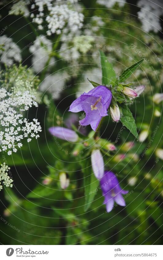Sommerlich wilde, lila Glockenblumen mit weiß blühendem Girsch am Wegesrand. Blumen Wildblume Wildpflanze Natur natürlich Blüte Pflanze Frühling Blühend Garten