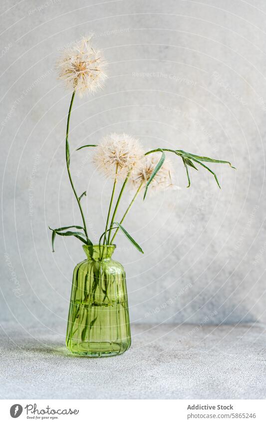 Eleganter Löwenzahn in einer grünen Glasvase Vase grauer Hintergrund Samen Innenbereich Dekor natürlich Schönheit einfach elegant Blume minimalistisch filigran