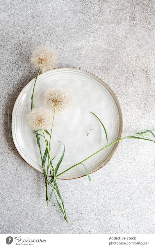 Löwenzahnsamen auf einem Keramiktablett Samen Platte grau Hintergrund Textur gefleckt Gelassenheit Pflanze Blume Natur im Innenbereich Dekor sehr wenige