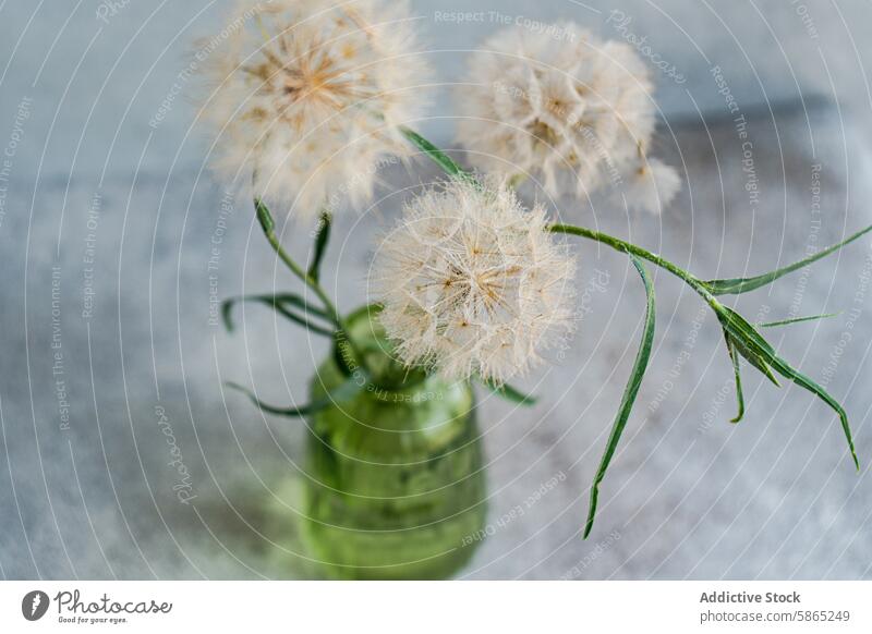 Löwenzahn in einer grünen Glasvase auf grauem Hintergrund Blume Vase filigran Wildblume im Innenbereich Natur weich vergängliche sanft durchscheinend