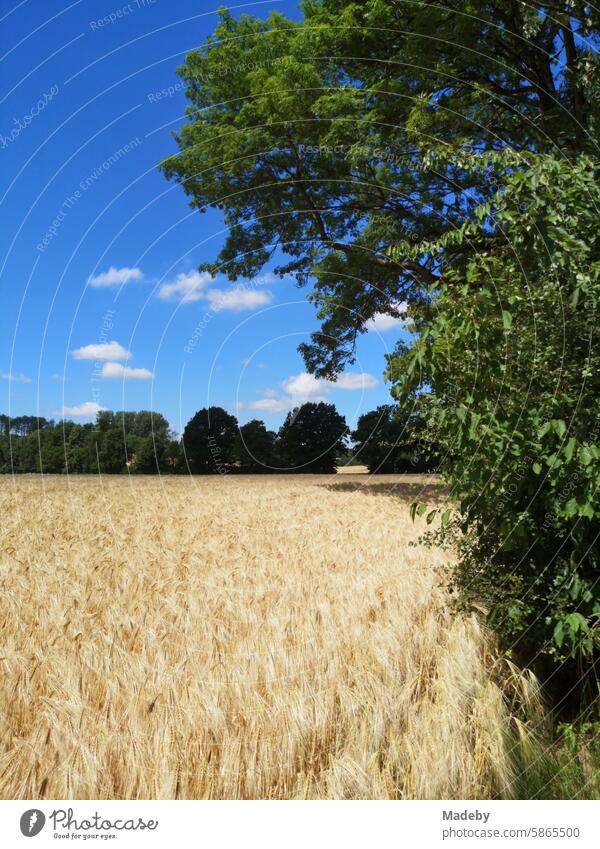 Gerstenfeld am Waldrand im Sommer bei blauem Himmel im Sonnenschein in Oerlinghausen bei Bielefeld am Hermannsweg im Teutoburger Wald Ostwestfalen-Lippe Natur