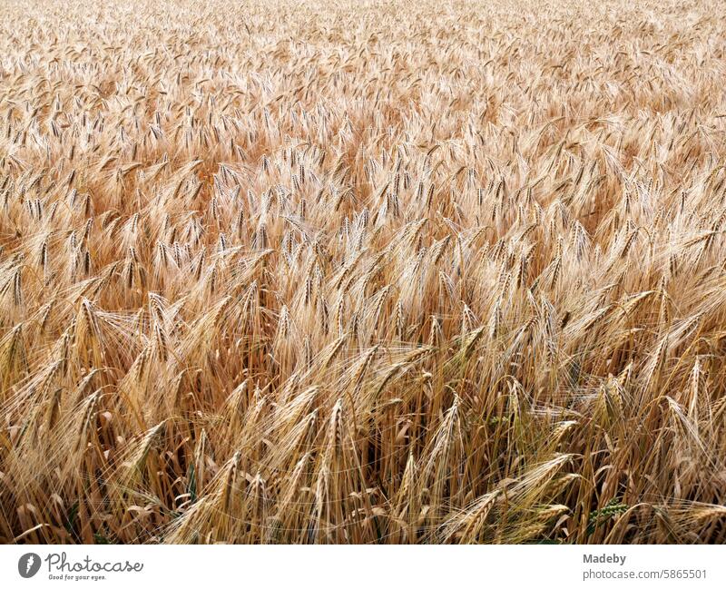 Feld und Agrarfläche mit Gerste im Sommer bei Sonnenschein in Oerlinghausen bei Bielefeld am Hermannsweg im Teutoburger Wald in Ostwestfalen-Lippe Hintergrund