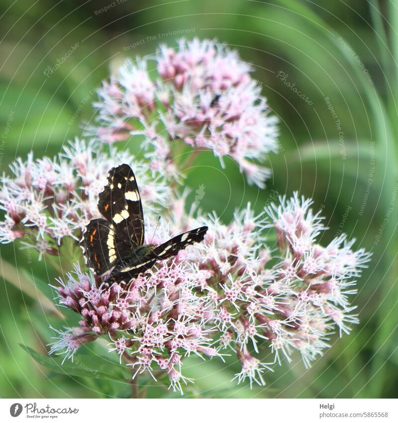 Landkärtchen (Sommergeneration) auf Wasserdost-Blüten Araschnia levana Schmetterling Falter Sommerform Insekt des Jahres 2023 Natur Flügel Tageslicht natürlich