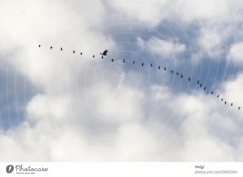 ein Raubvogel und  viele Kraniche vor blauem Himmel mit Wolken Vogel Kranichkette fliegen Freiheit Wildvogel schönes Wetter Natur Zugvögel Vogelzug Zugvogel