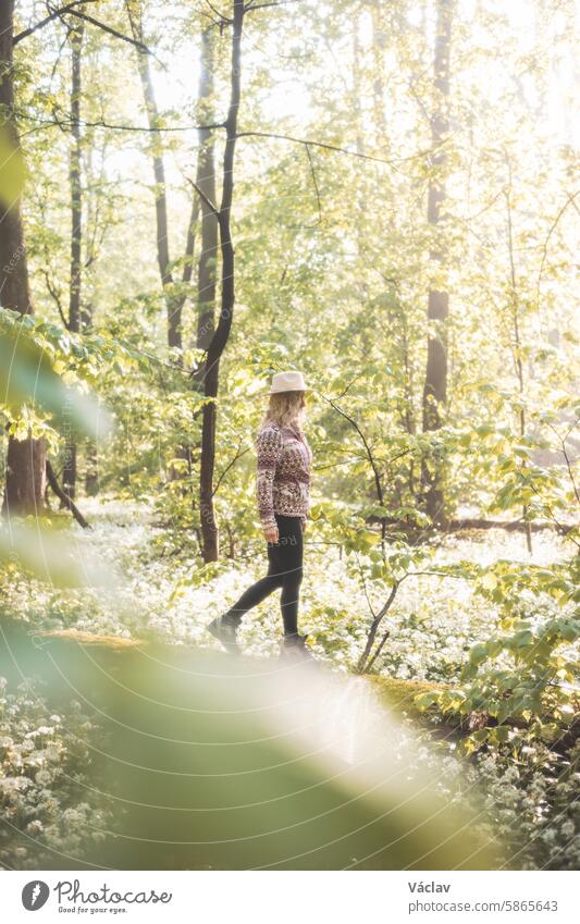 Blonde Frau im Flanell-Sweatshirt und mit Hut, die einen Weidenkorb aus Holz hält. Spaziergang für frischen Bärlauch für zukünftige Probleme. Sammeln, wandern und frische Luft