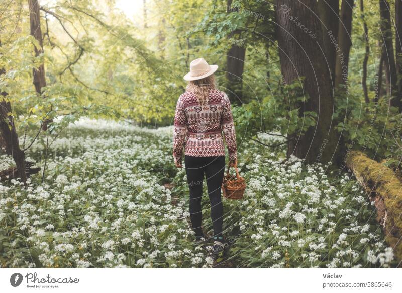 Blonde Frau im Flanell-Sweatshirt und mit Hut, die einen Weidenkorb aus Holz hält. Spaziergang für frischen Bärlauch für zukünftige Probleme. Sammeln, wandern und frische Luft