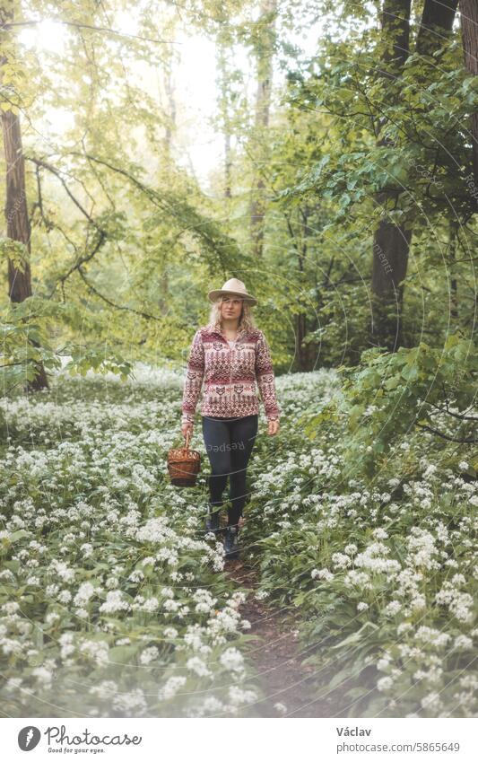 Blonde Frau im Flanell-Sweatshirt und mit Hut, die einen Weidenkorb aus Holz hält. Spaziergang für frischen Bärlauch für zukünftige Probleme. Sammeln, wandern und frische Luft