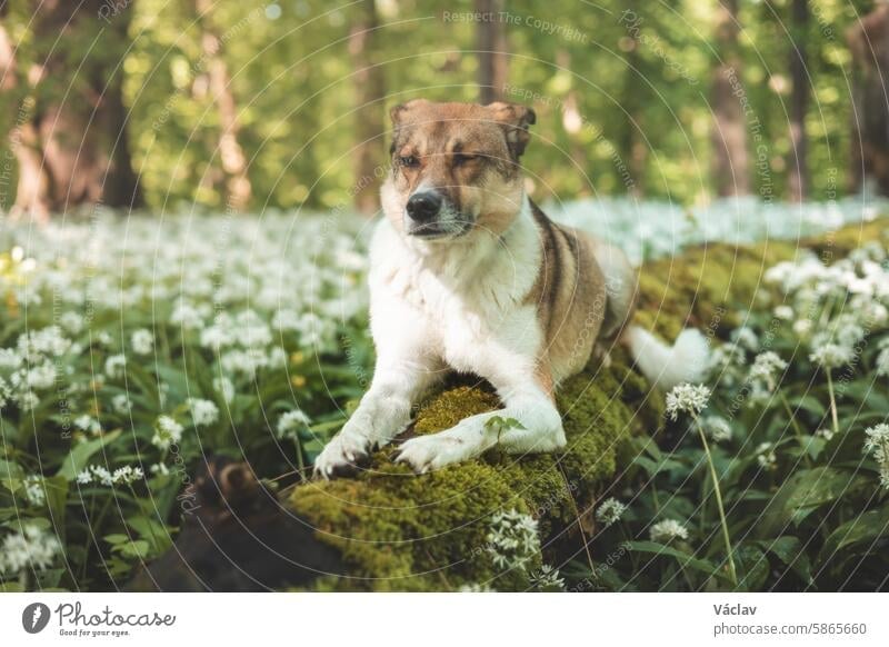 Kaukasisches Porträt eines braunen und weißen Hundes aus dem Tierheim auf einem umgestürzten Baumstamm inmitten des blühenden Bärlauchs in Ostrava. Lustiges Hundegesicht