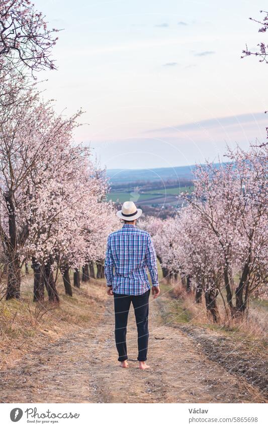 Ein Forscher, der ein beiges Hemd und einen Hut trägt, spaziert durch einen leuchtenden Mandelgarten in dem Dorf Hustopeče, Tschechische Republik. Frühlingszeit