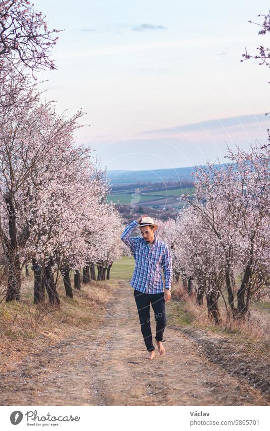 Ein Forscher, der ein beiges Hemd und einen Hut trägt, spaziert durch einen leuchtenden Mandelgarten in dem Dorf Hustopeče, Tschechische Republik. Frühlingszeit