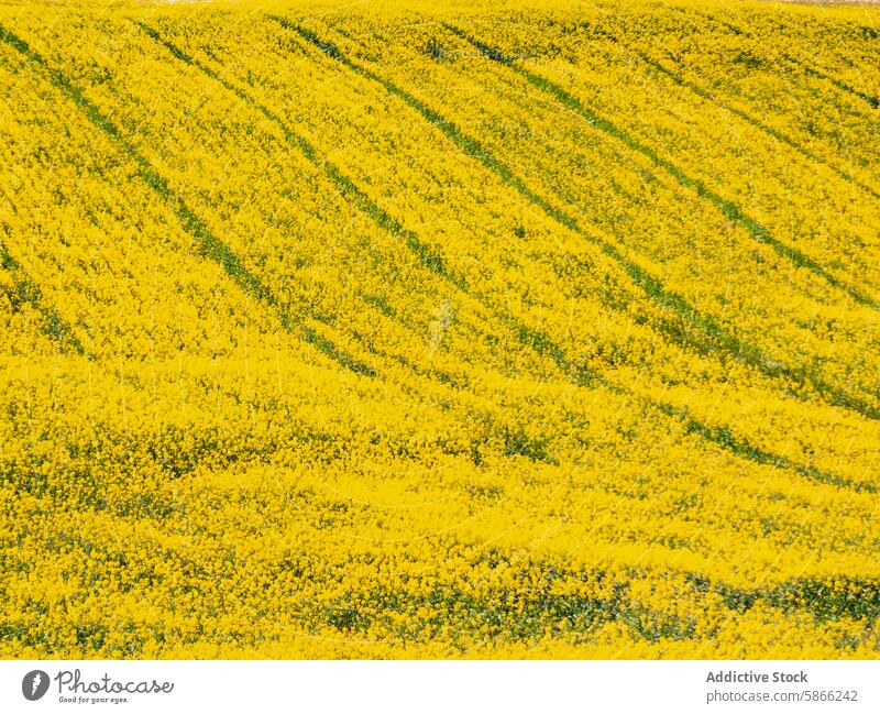 Kräftig gelbes Rapsfeld mit markanten Linien Feld Blütezeit pulsierend Antenne Ackerbau Landwirtschaft Ernte Frühling Natur hell Farbe grün Textur Muster