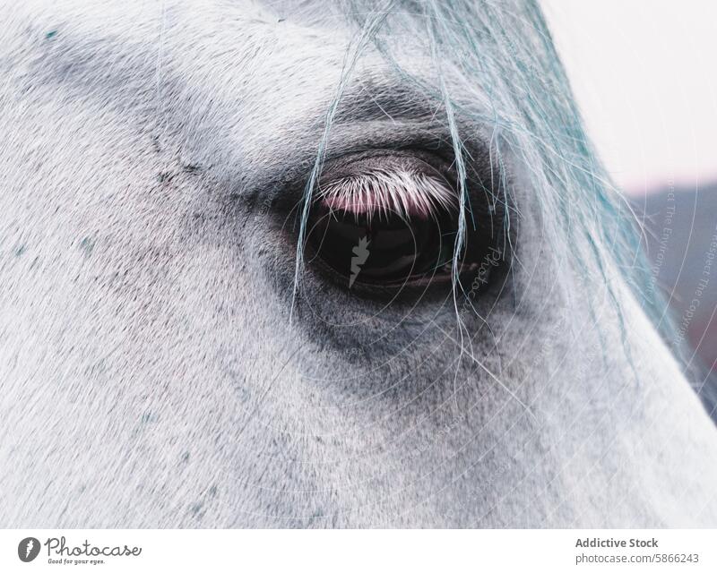 Nahaufnahme eines Pferdeauges mit auffälligen Wimpern Auge Textur Detailaufnahme Tier pferdeähnlich blass Fell blau Tönung Haut weich Fauna schön filigran