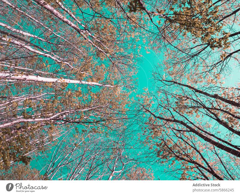 Türkisfarbener Himmel unter herbstlichen Baumkronen türkis Herbst Blatt Ast hoch Schutzdach Kontrast Natur pulsierend Farbe im Freien Aussichtspunkt