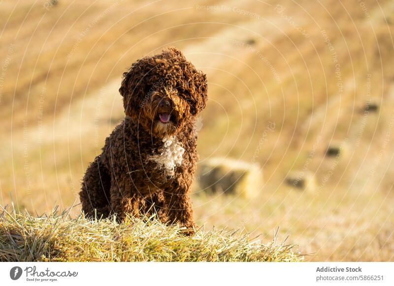 Spanischer Wasserhund genießt einen Tag auf dem Lande Hund spanischer Wasserhund Haustier Tier lockig braun Feld Landschaft Heu Stapel spielerisch Mantel Locken