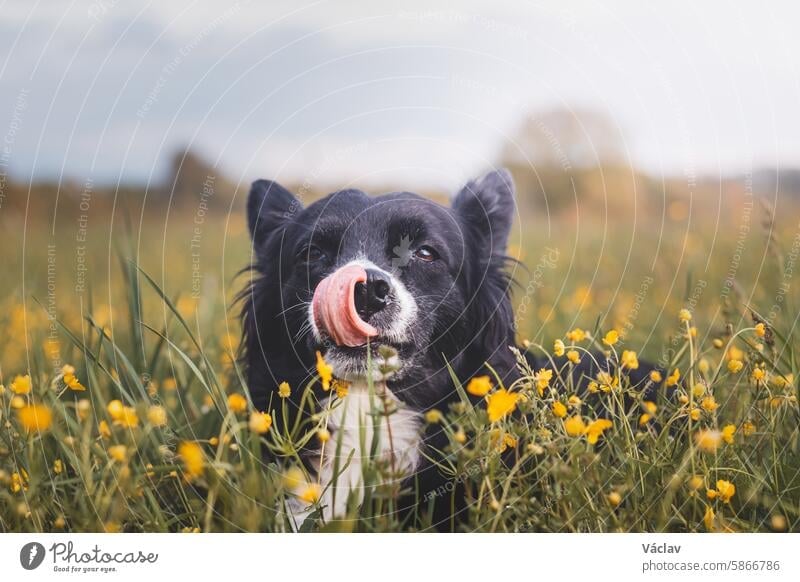 Liebenswerter Tierheimhund in einem blühenden Feld, der sich die Schnauze leckt und lächelt. Die leuchtenden Blumen und der freudige Ausdruck des Hundes schaffen eine herzerwärmende und malerische Szene
