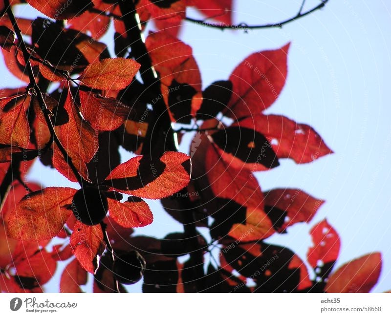 Sommerlaub Blatt Baum rot Herbst Himmel Ast Zweig Sonne Wärme