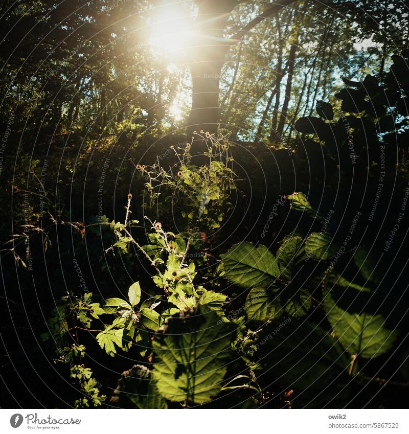 Waldlichtung Lichtung Pflanzen Sträucher Natur Schummerlicht Außenaufnahme Landschaft Farbfoto Umwelt Menschenleer Sonnenlicht natürlich grün Wildpflanze Sommer