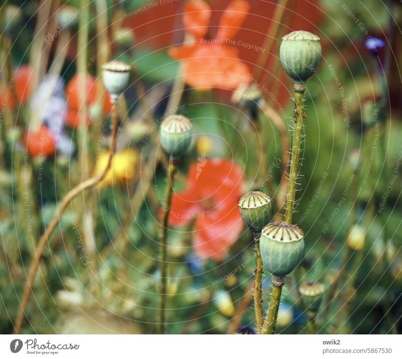 Pastorale Mohnkapseln Klatschmohn Natur Pflanze rot Sommer Außenaufnahme Idylle intensiv Landschaft Schwache Tiefenschärfe Garten Farbfoto