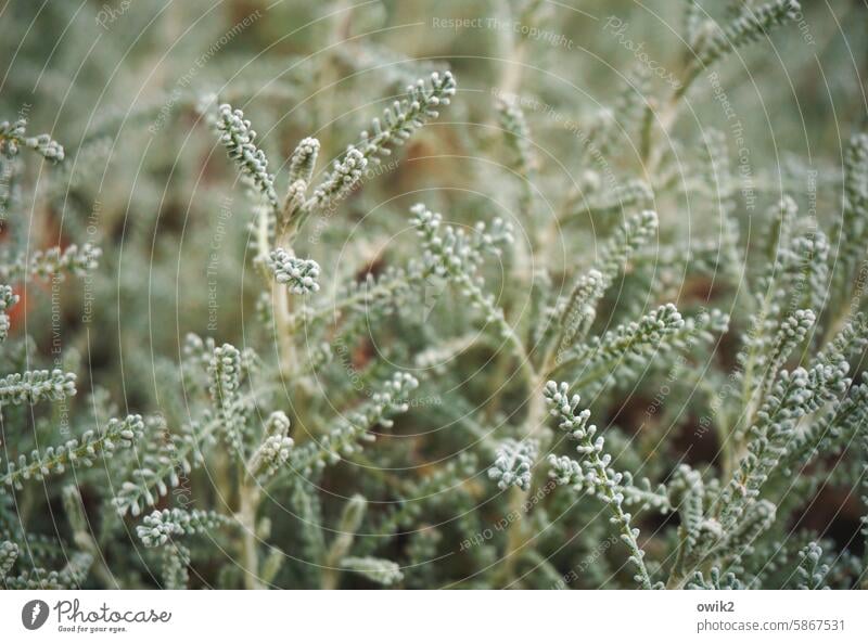 Silberkörbchen Botanik Stacheldrahtpflanze Calocephalus brownii silberfarben Strauch Pflanze Korbblütler Halme filigran zierlich zerbrechlich Außenaufnahme