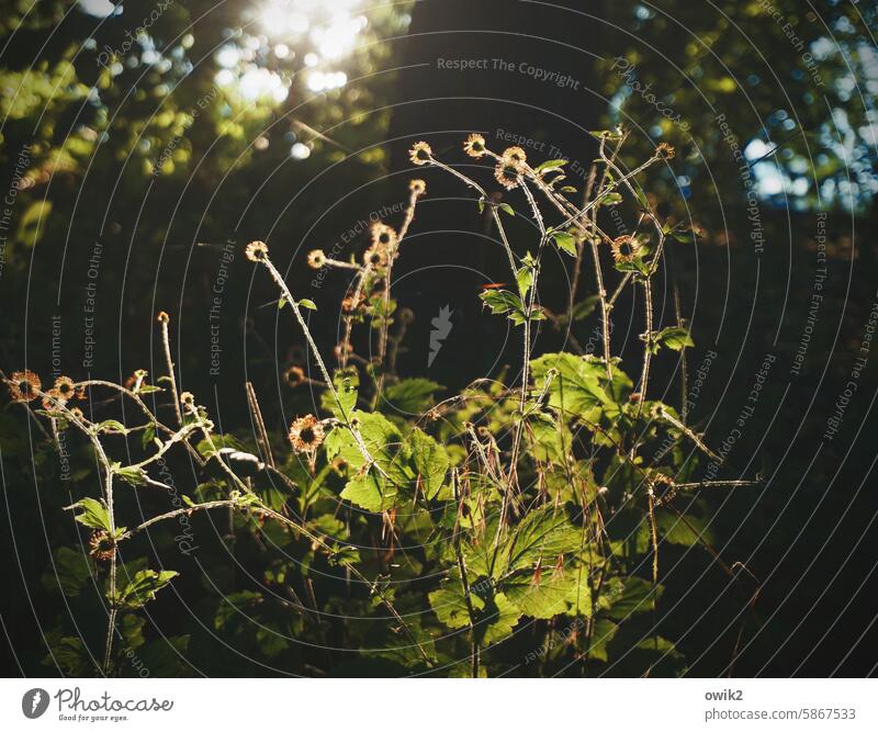 Wald- und Wiesenzeug Lichtung Pflanzen Sträucher Natur Schummerlicht Außenaufnahme Landschaft Farbfoto Umwelt Menschenleer Sonnenlicht natürlich grün