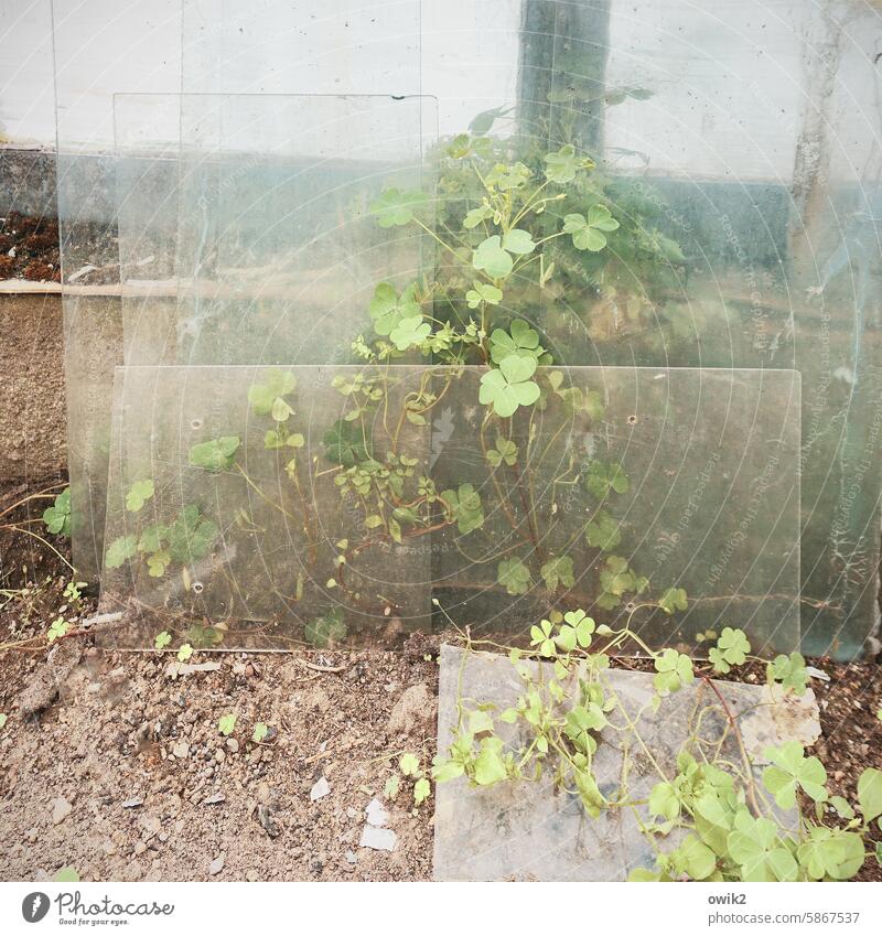 In aller Stille Glasscheibe hinter Glas transparent Grünpflanze Erdboden Wildpflanze versteckt durchsichtig dekorativ Andeutung durchscheinend schemenhaft
