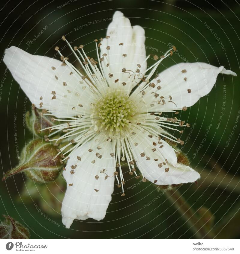 Späte Sorte Brombeerblüte Nahaufnahme Blüte Blühend Natur Sommer Totale Außenaufnahme Garten Blütenblätter natürlich echt Menschenleer offen zart Farbfoto