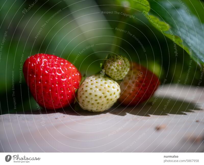 Die Fruchtigen Vier Erdbeeren Busch Erdbeerpflanze Sommer Reif Reifen Lecker Süss Vegan Veganer Fruktarier