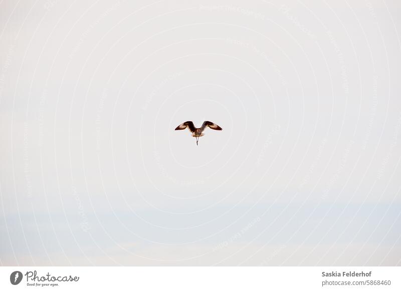 Seevogel im Flug Vogel Meeresvogel Strandläufer Tierwelt Himmel Negativraum Natur Küstenstreifen Küstenvogel symmetrisch Symmetrie Ufer Uferlinie Umwelt
