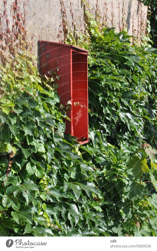 Offener, roter Metallkasten an, mit wildem Wein überwachsener, Wand. Kasten alt offen Kästchen Hauswand Garagenwand Fassade wilder Wein Pflanze Blätter wuchern