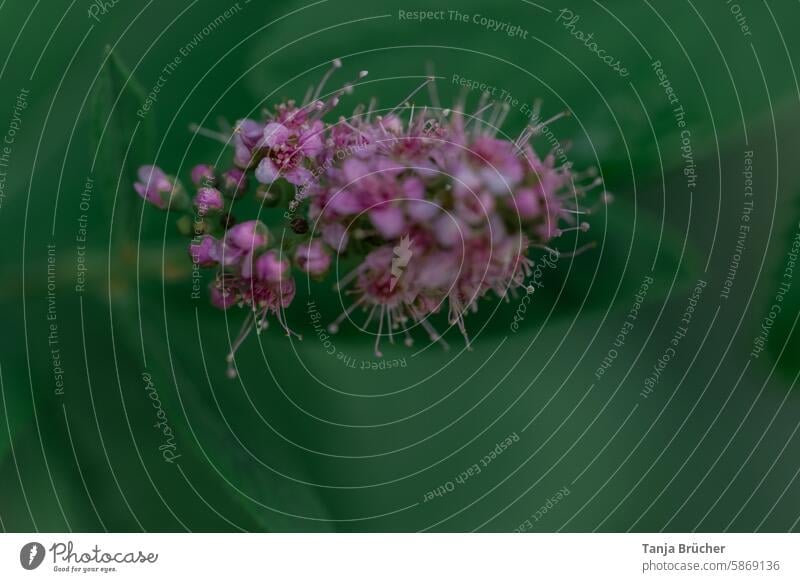 Weiden-Spierstrauch - pretty in pink rosa spirea salicifolia mehrjähriger Strauch winterharter Strauch zart Gartenschönheit florale Bilder Ziersträucher