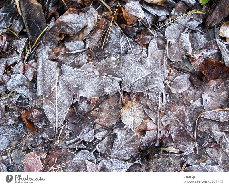 Frostig gefroren Raureif Natur Blatt Winter kalt natürlich Pflanze Boden Herbst braun Eis Nahaufnahme Strukturen & Formen Waldboden ruhig frieren Blätter Umwelt