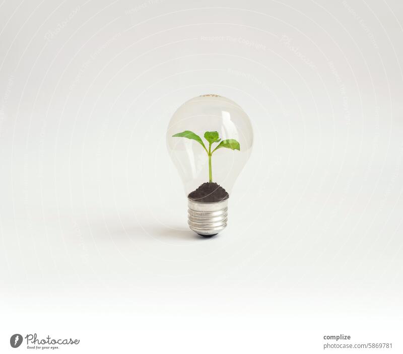 Kleines Pflänzchen in einer alten Glühbirne Vintage Pflanze keimen Nachhaltigkeit nachhaltig Erneuerbare Energie Strom glühen Glück Elektrizität grün
