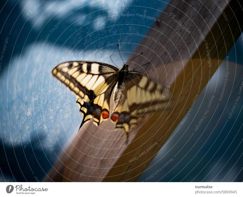 Schmetterling an Holz Gewächshaus Pfaunauge Bunt Muster Flügel Insekt schön natur fliegen warten