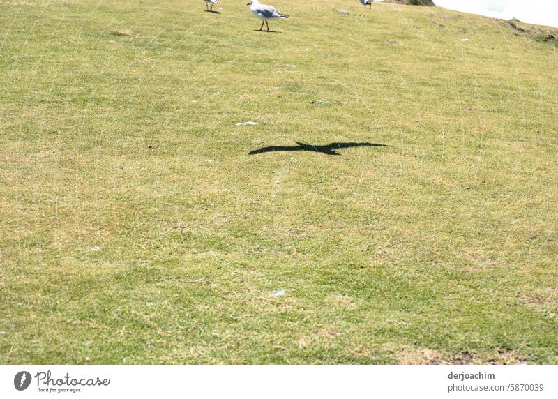 Der Schatten einer fliegenden Möve auf der Wiese Möve im Flug Außenaufnahme Tierwelt Vogel im Flug Vogelflug Wildvogel Spannweite Vogelbeobachtung