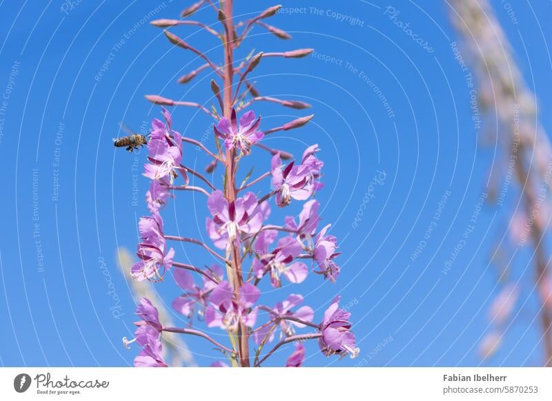 Biene an Weidenröschen schmalblättrig Nachtkerze Blüte Kraut Wildbiene Deutschland