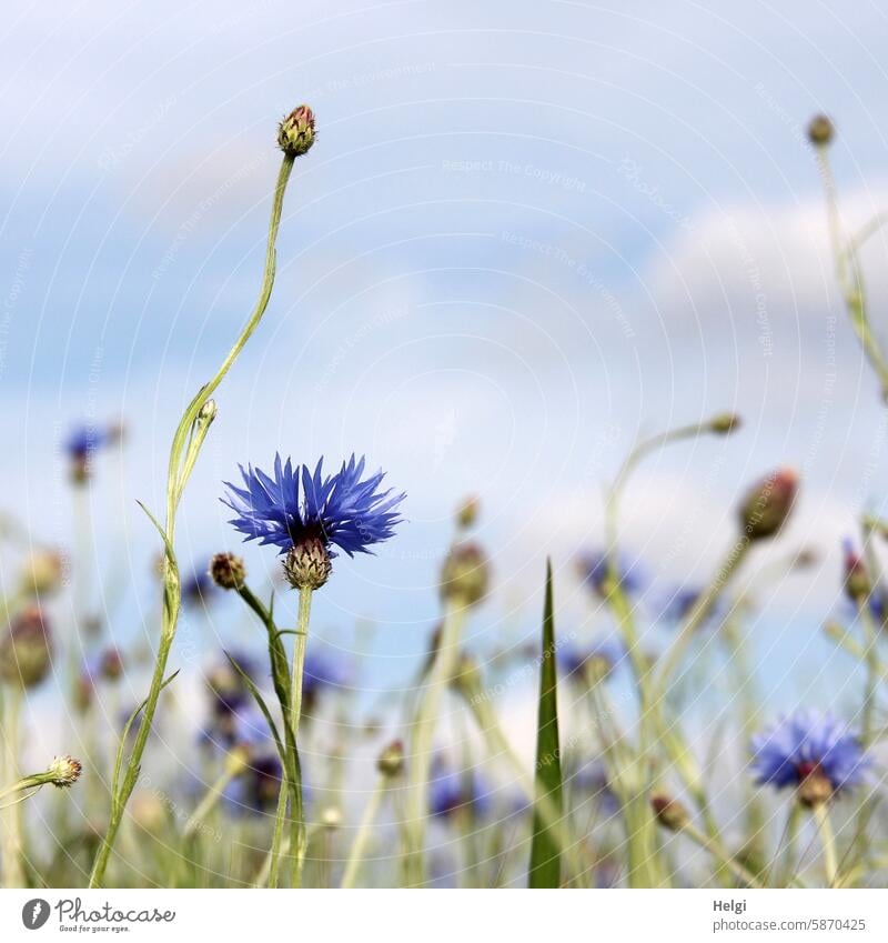 kornblumenblau Kornblume Blumenwiese Knospe Pflanze Natur Himmel Stengel Blatt viele blühen wachsen Blüte Sommer Außenaufnahme Farbfoto Menschenleer natürlich