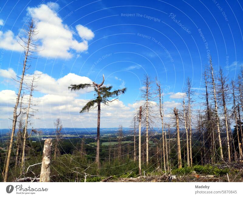 Kranke Föhren und Kiefern bei blauem Himmel und Sonnenschein im Mischwald auf dem Tönsberg in Oerlinghausen bei Bielefeld am Hermannsweg im Teutoburger Wald mit Blick auf das Lipperland in Ostwestfalen-Lippe